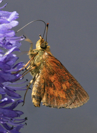 Mulberry Wing